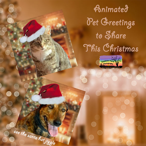 Christmas Animated Photo Editing using your own pet photo