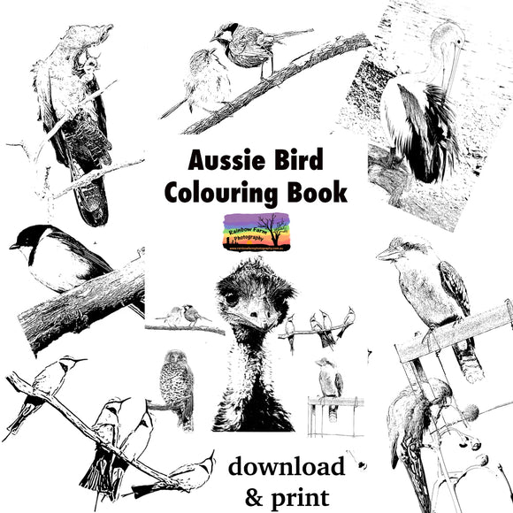 Bird Colouring Book Downloadable and Printable