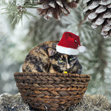 Christmas Photo Editing using your own pet photo