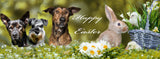 Easter Personalised Facebook Cover using own photo of pet