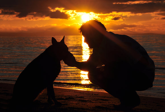 Family, singles, couples and pets silhouette photography sessions at beach