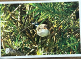 Bird Calendar Pages