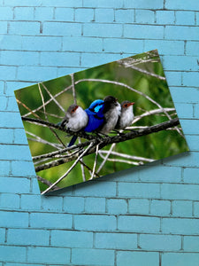 Busselton Postcard ~ Blue Wren Family