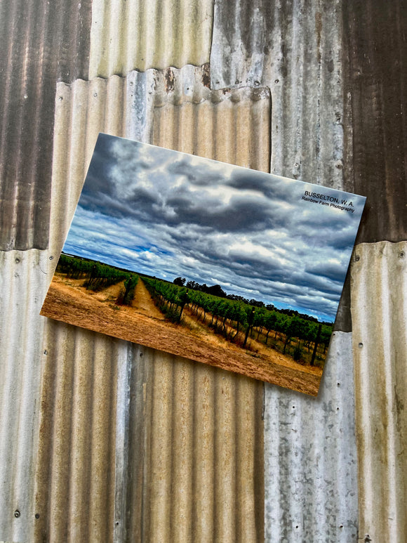 Postcard ~ Vineyard Busselton , Margaret river wine region Western Australia