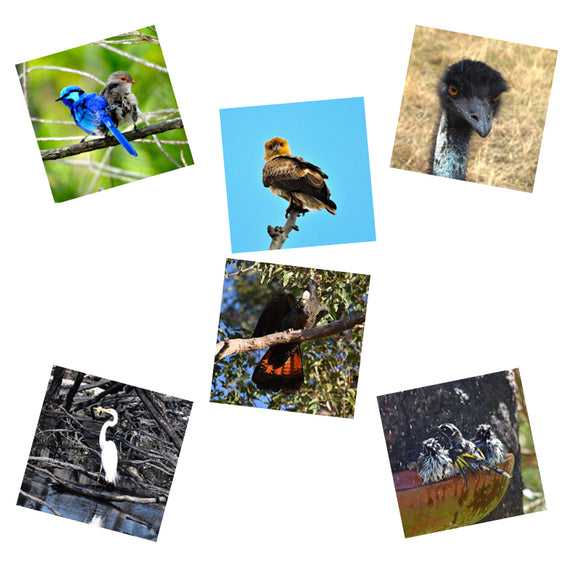 Birds Sticker Pages