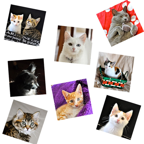 Cats & Kittens Sticker Pages