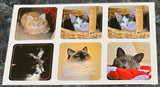 Cats & Kittens Sticker Pages